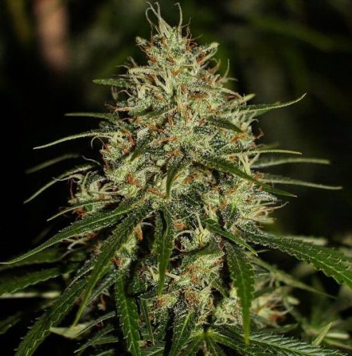 Mango Haze – 15 Regular Seeds by Mr. Nice Seeds