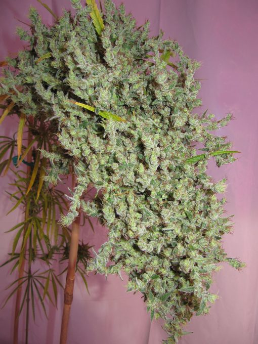 Nevilles Haze – 15 Regular Seeds by Mr. Nice Seeds