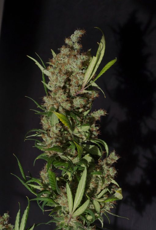 Super Silver Haze – 15 Regular Seeds by Mr. Nice Seeds